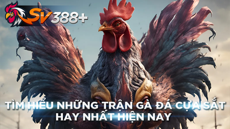 Những trận gà đá cựa sắt hay nhất