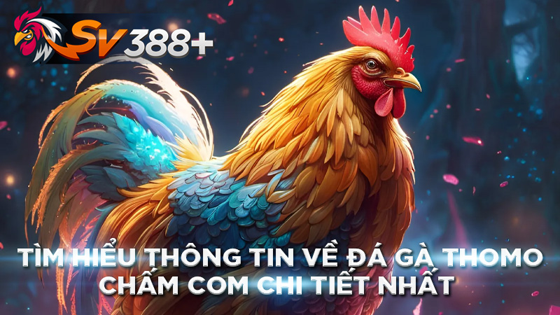 Tìm Hiểu Thông Tin Về Đá Gà Thomo Chấm Com Chi Tiết Nhất